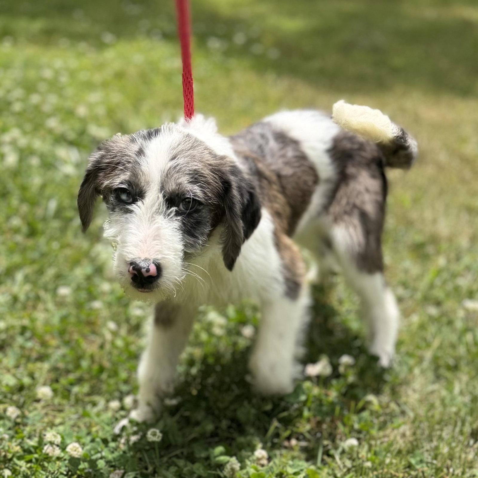 Enlarge SHELBY, a Adopted mixed breed in Locust Fork, AL image 2/3