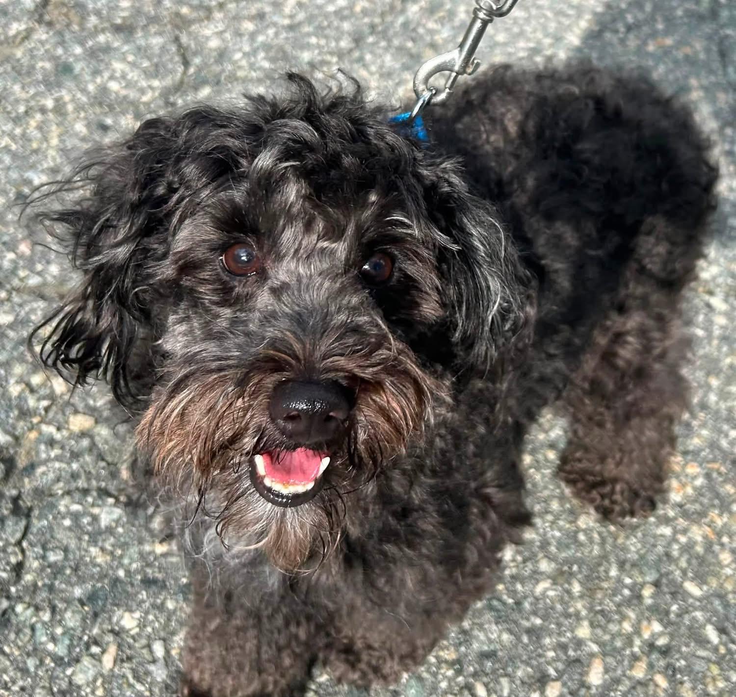 Enlarge Theodore Bear IV, a Adoptable mixed breed in Oak Ridge, NJ image 2/4