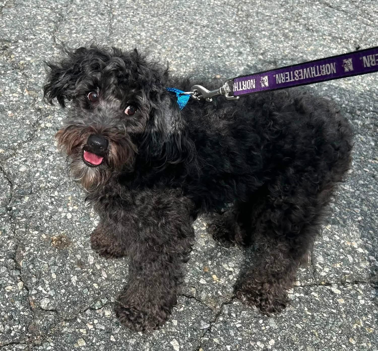 Enlarge Theodore Bear IV, a Adoptable mixed breed in Oak Ridge, NJ image 3/4