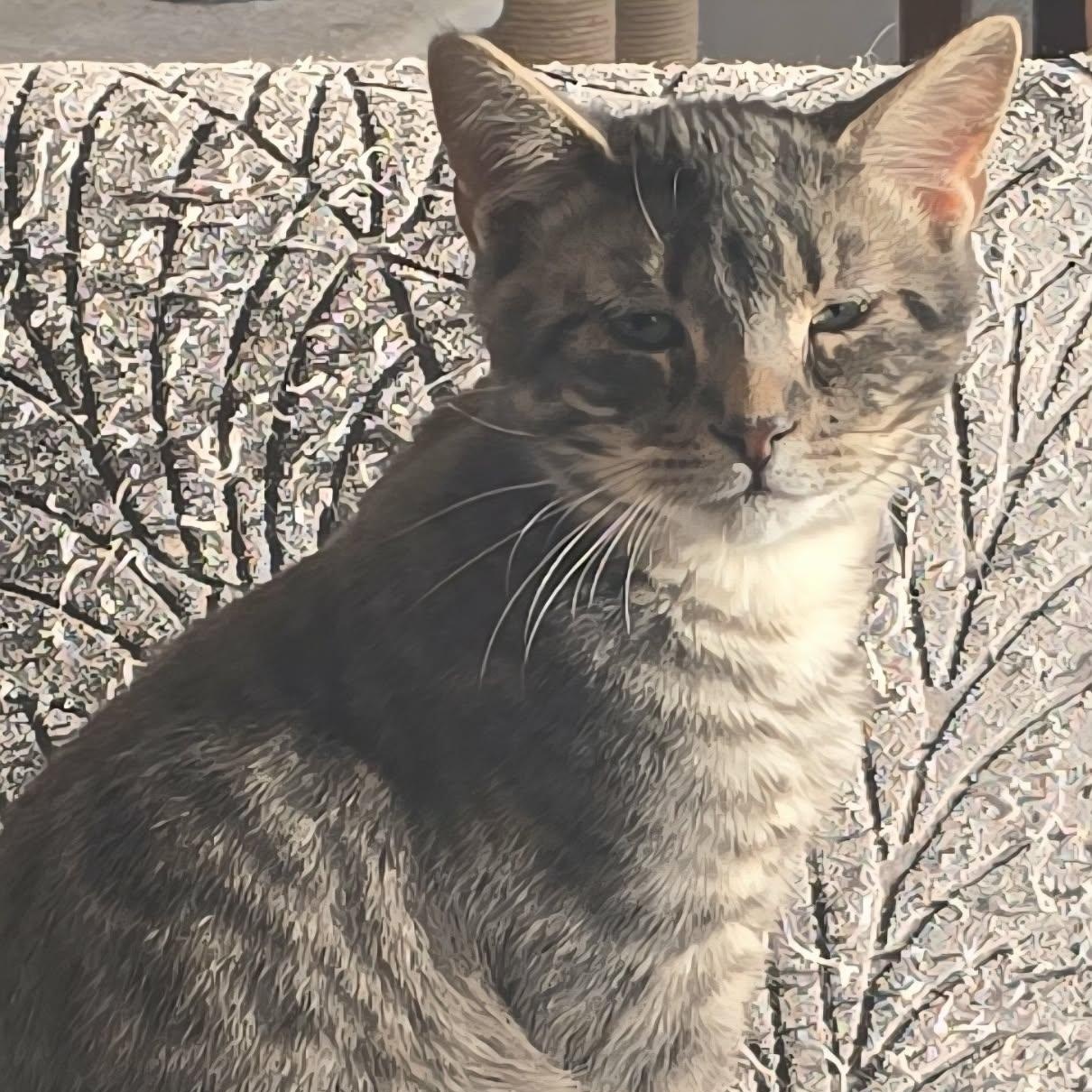 Cosmo, a ADOPTABLE Domestic Short Hair in Stevensville, ON image 2/2