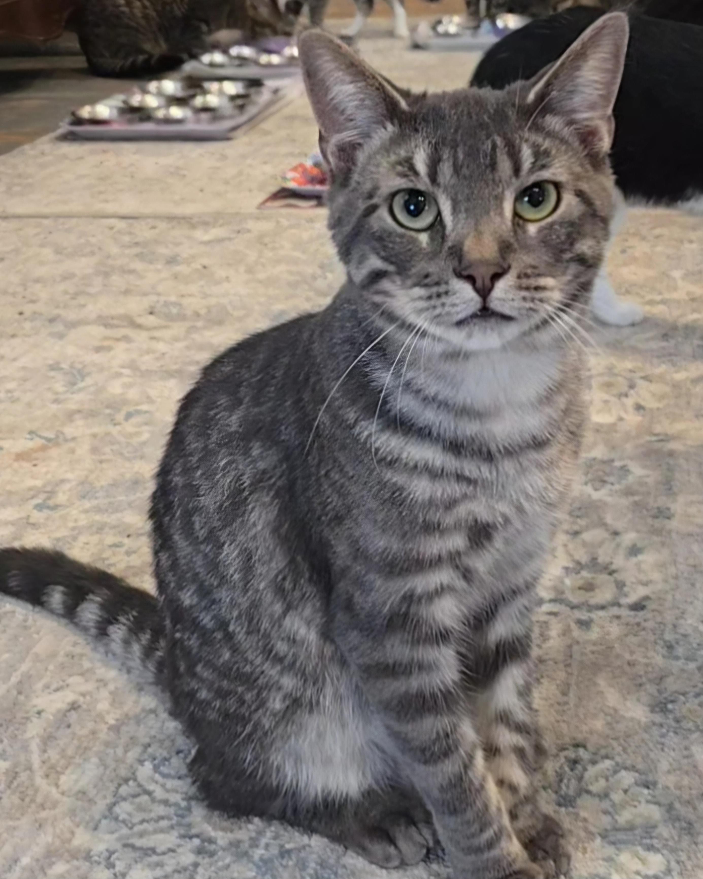 Cosmo, a ADOPTABLE Domestic Short Hair in Stevensville, ON image 1/2