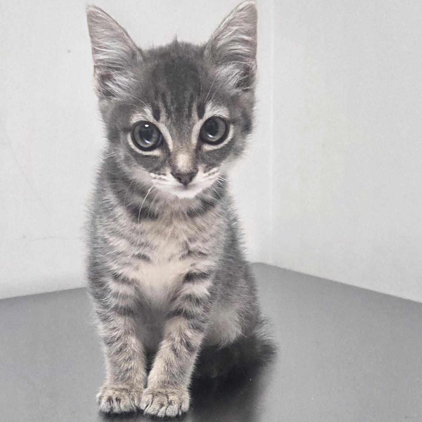 Bluebell, adopted, Kitten Female Domestic Short Hair.
