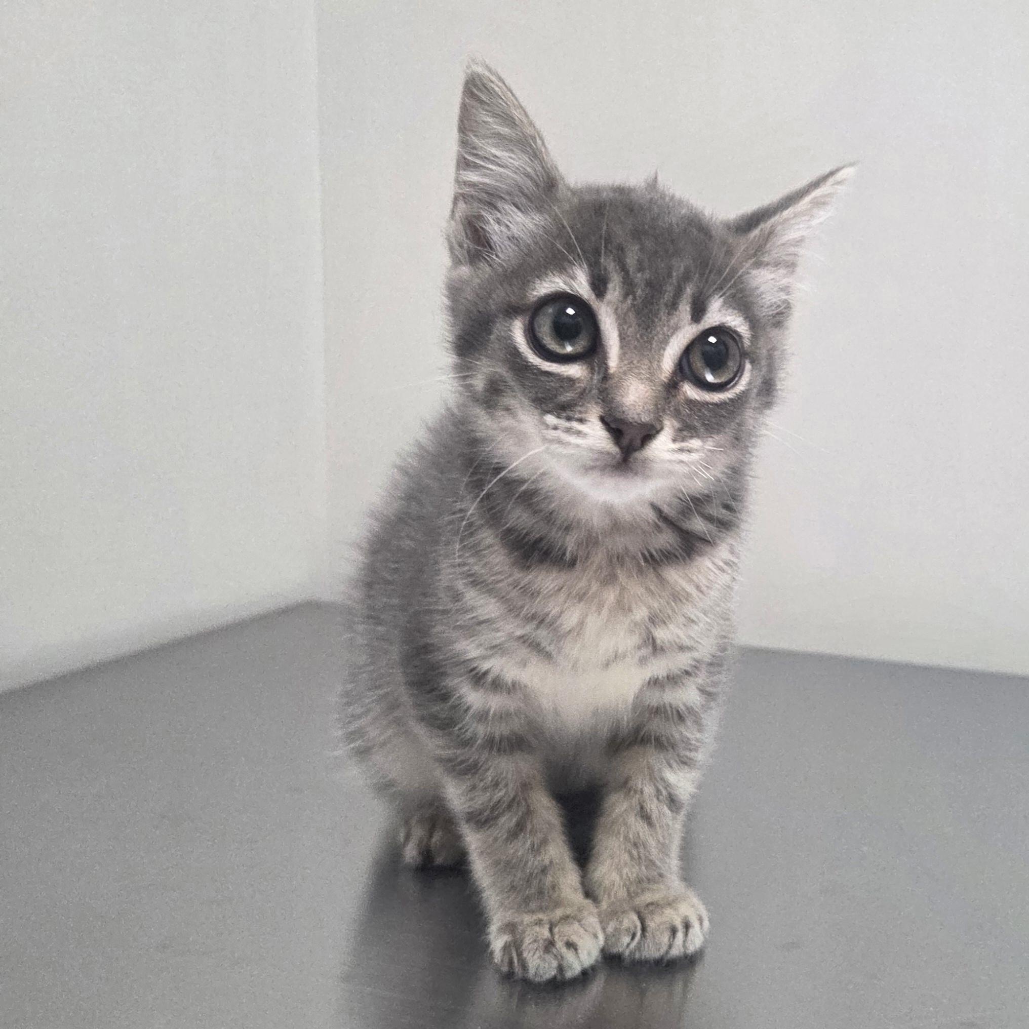 Enlarge Bluebell, an adopted Domestic Short Hair in SNOW HILL, NC image 2/2