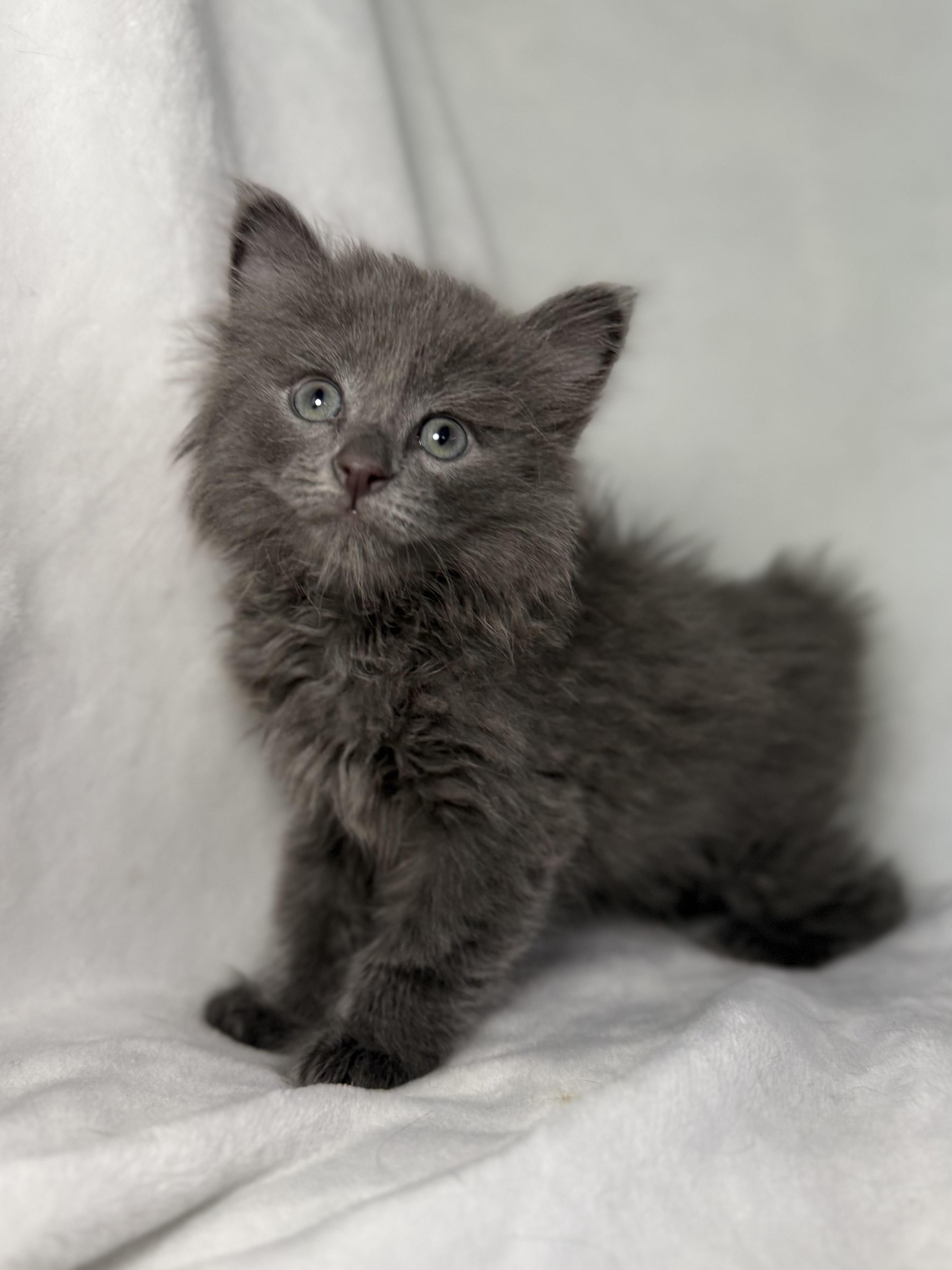Enlarge Slate, a Adoptable Domestic Long Hair in Greensboro, NC image 4/6