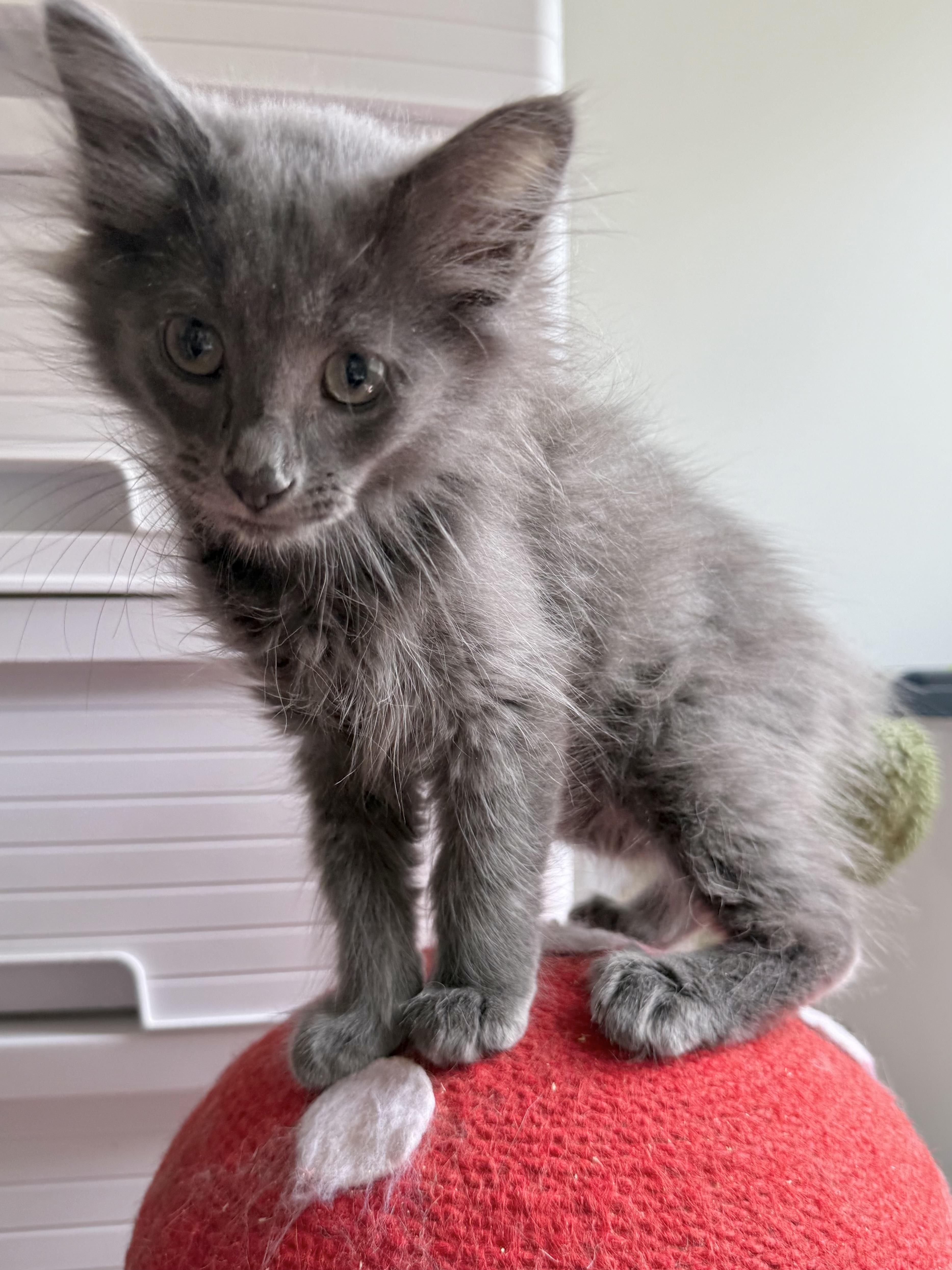 Enlarge Slate, a Adoptable Domestic Long Hair in Greensboro, NC image 3/6