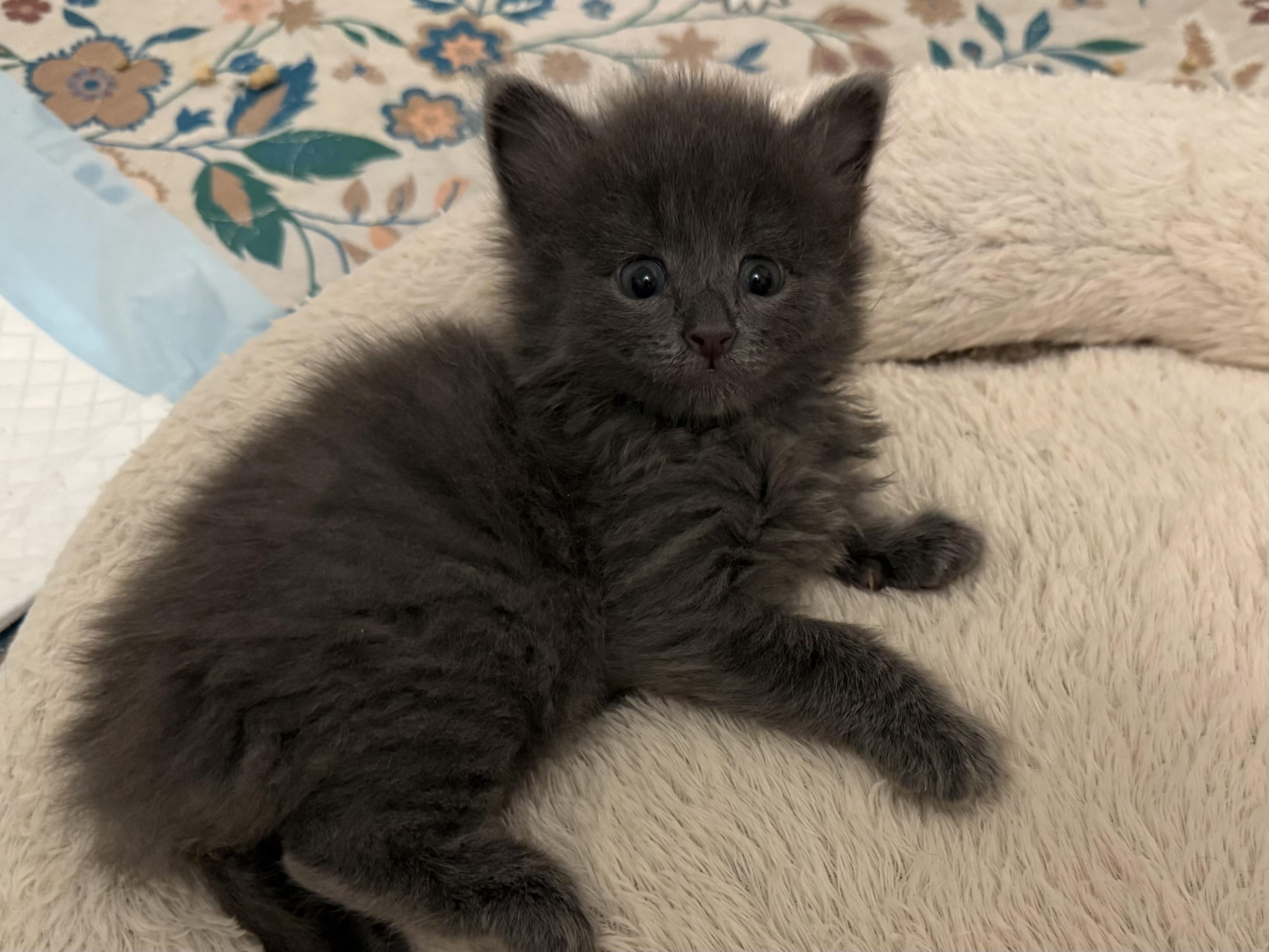 Enlarge Slate, a Adoptable Domestic Long Hair in Greensboro, NC image 6/6