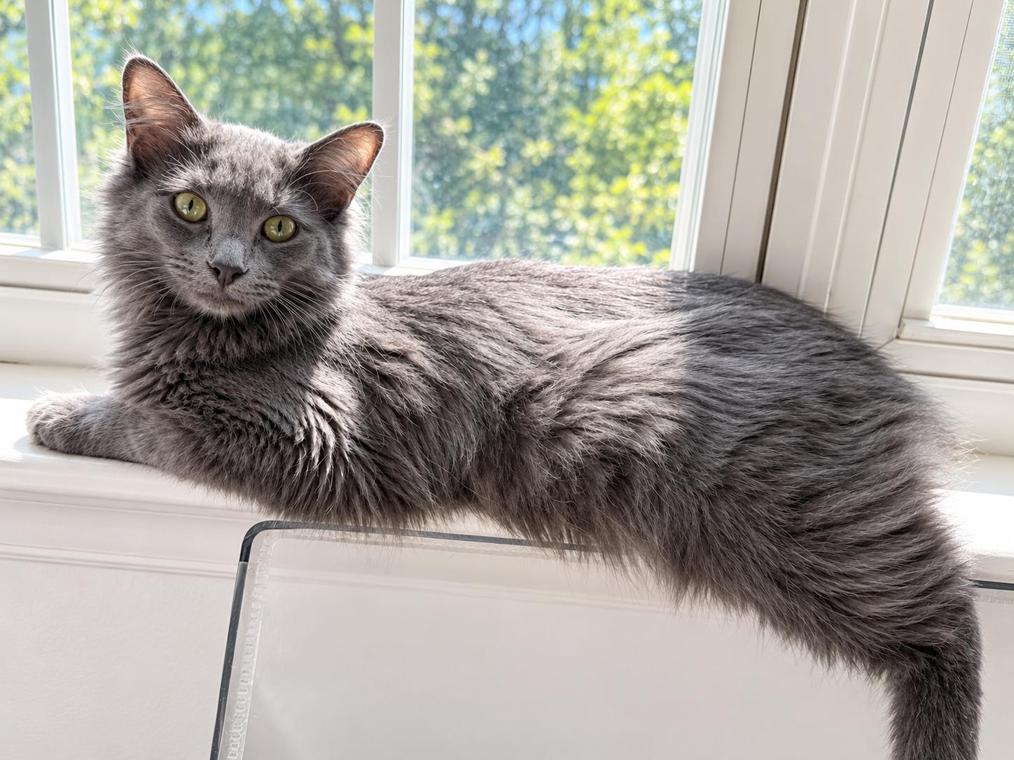 Enlarge Slate, a Adoptable Domestic Long Hair in Greensboro, NC image 1/6