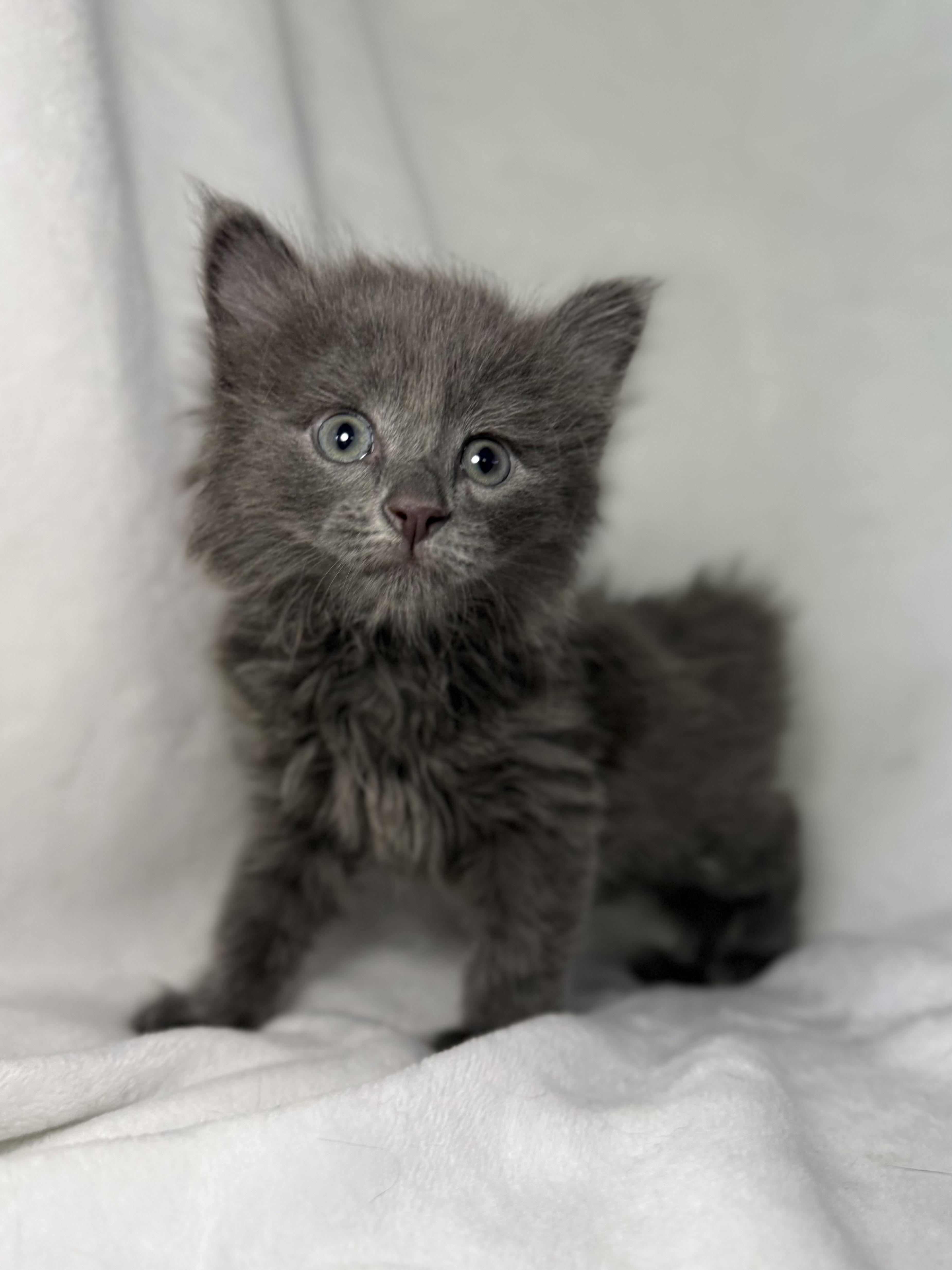 Enlarge Slate, a Adoptable Domestic Long Hair in Greensboro, NC image 5/6
