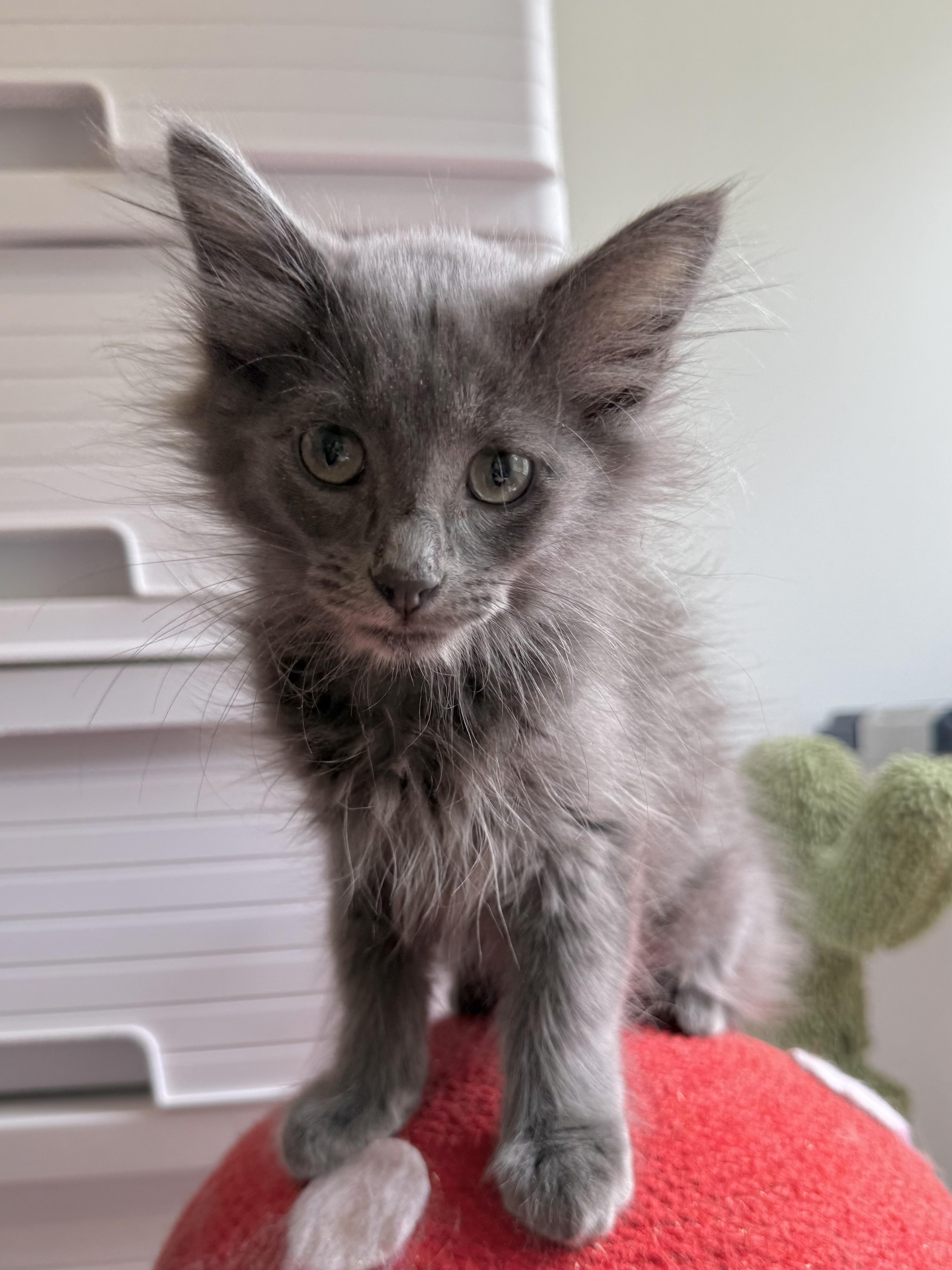 Enlarge Slate, a Adoptable Domestic Long Hair in Greensboro, NC image 2/6