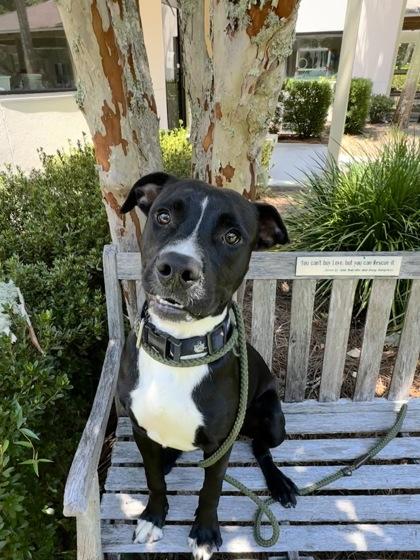 Enlarge Kirby, a Adoptable mixed breed in Brunswick, GA image 2/2