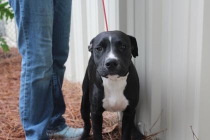 Cupid, Adoptable, Adult Male Boxer & Mixed Breed.
