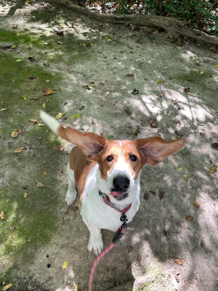 Enlarge Gertie, a Adoptable mixed breed in Godfrey, IL image 3/6