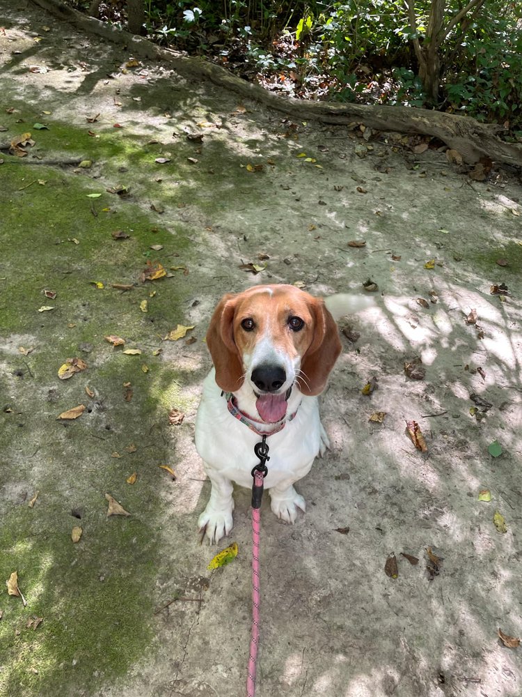 Enlarge Gertie, a Adoptable mixed breed in Godfrey, IL image 2/6