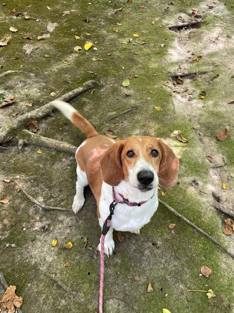 Enlarge Gertie, a Adoptable mixed breed in Godfrey, IL image 6/6