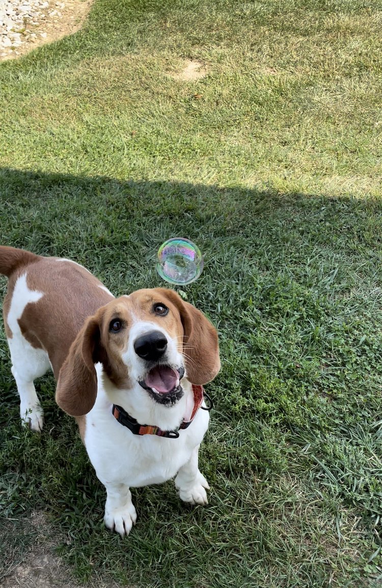 Enlarge Gertie, a Adoptable mixed breed in Godfrey, IL image 1/6