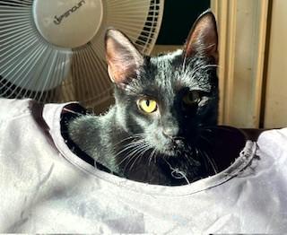 Enlarge The Fire Kittens, a Adoptable Domestic Short Hair in Wayland, MA image 2/6
