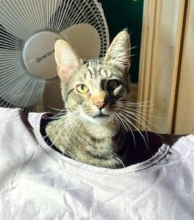 Enlarge The Fire Kittens, a Adoptable Domestic Short Hair in Wayland, MA image 4/6