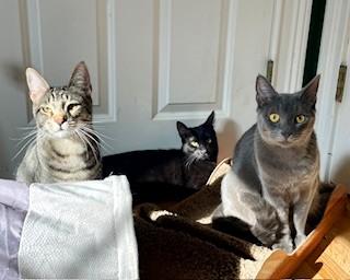 Enlarge The Fire Kittens, a Adoptable Domestic Short Hair in Wayland, MA image 3/6