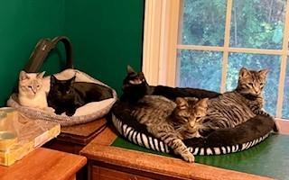 The Fire Kittens, Adoptable, Young Male Domestic Short Hair.