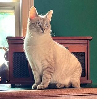 Enlarge The Fire Kittens, a Adoptable Domestic Short Hair in Wayland, MA image 6/6