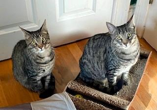 Enlarge The Fire Kittens, a Adoptable Domestic Short Hair in Wayland, MA image 5/6