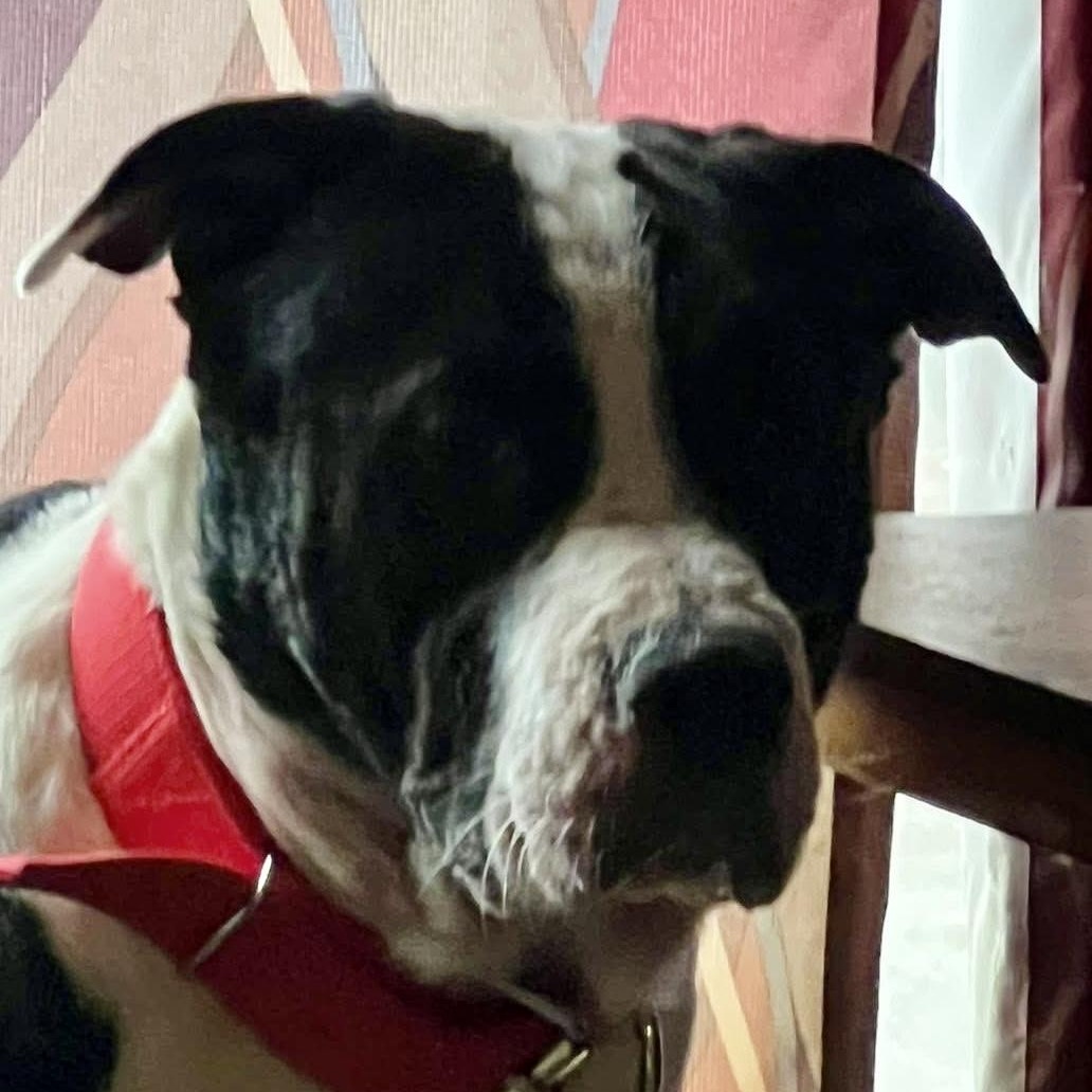 Enlarge Boss , a ADOPTABLE mixed breed in Coldwater, MI image 2/3