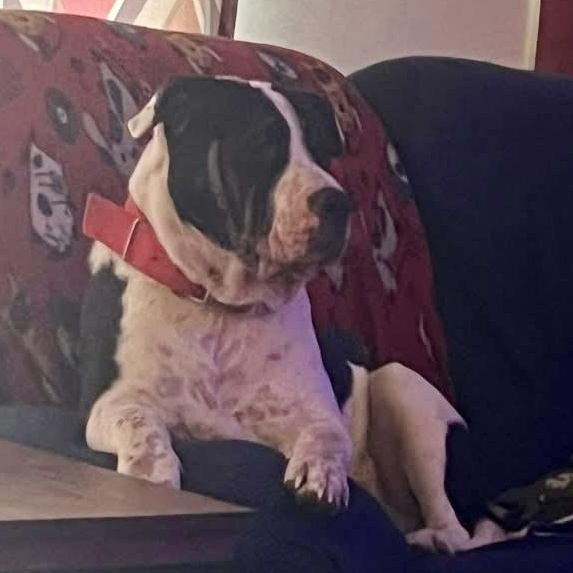 Enlarge Boss , a ADOPTABLE mixed breed in Coldwater, MI image 3/3