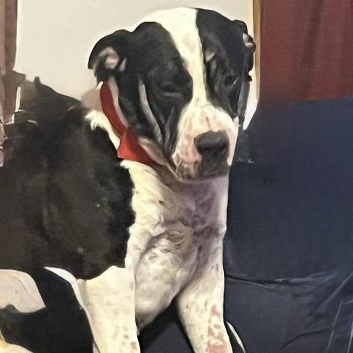 Enlarge Boss , a ADOPTABLE mixed breed in Coldwater, MI image 1/3