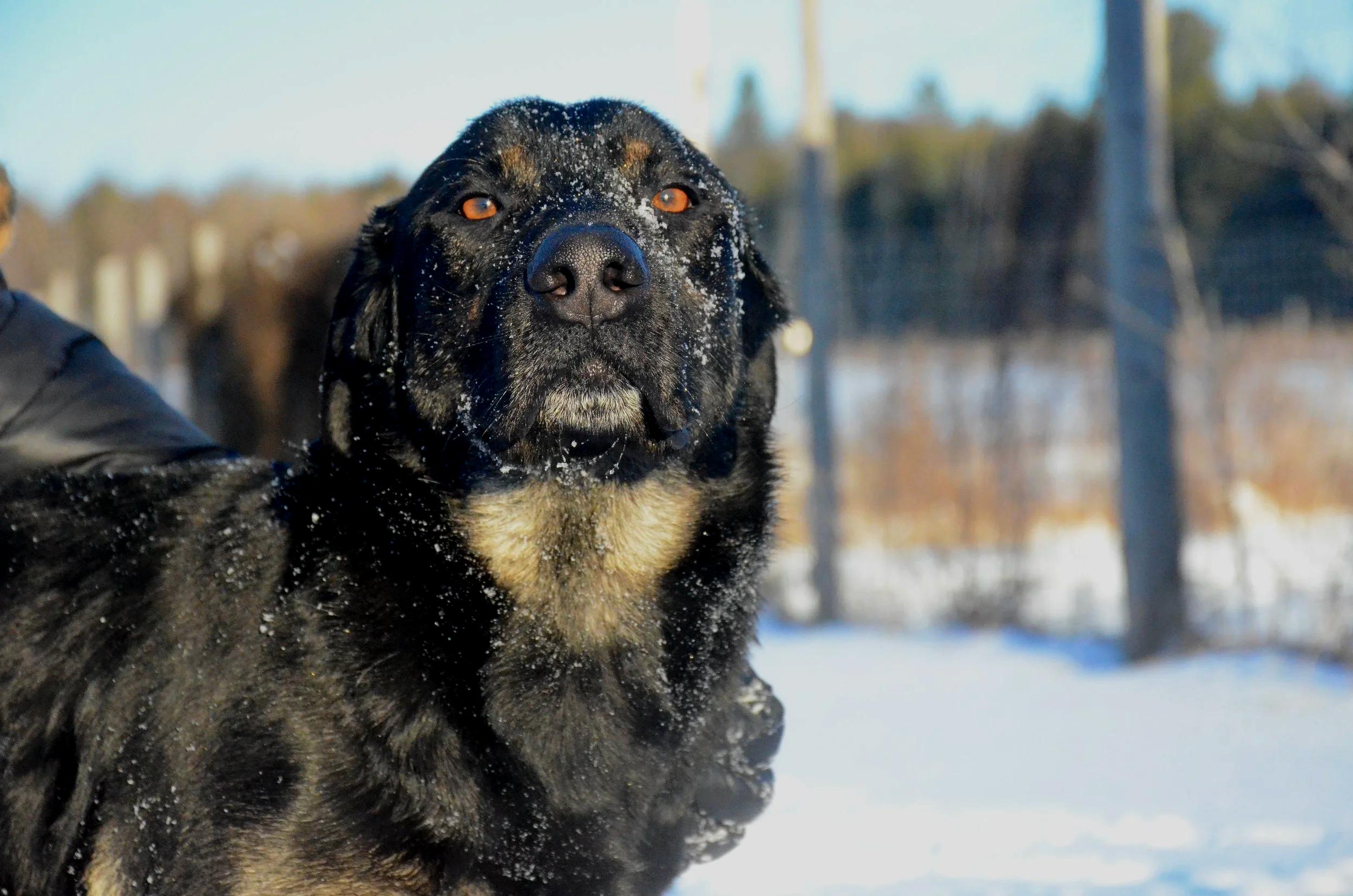 Enlarge Shadow, a ADOPTABLE mixed breed in Mont-Royal, QC image 5/6