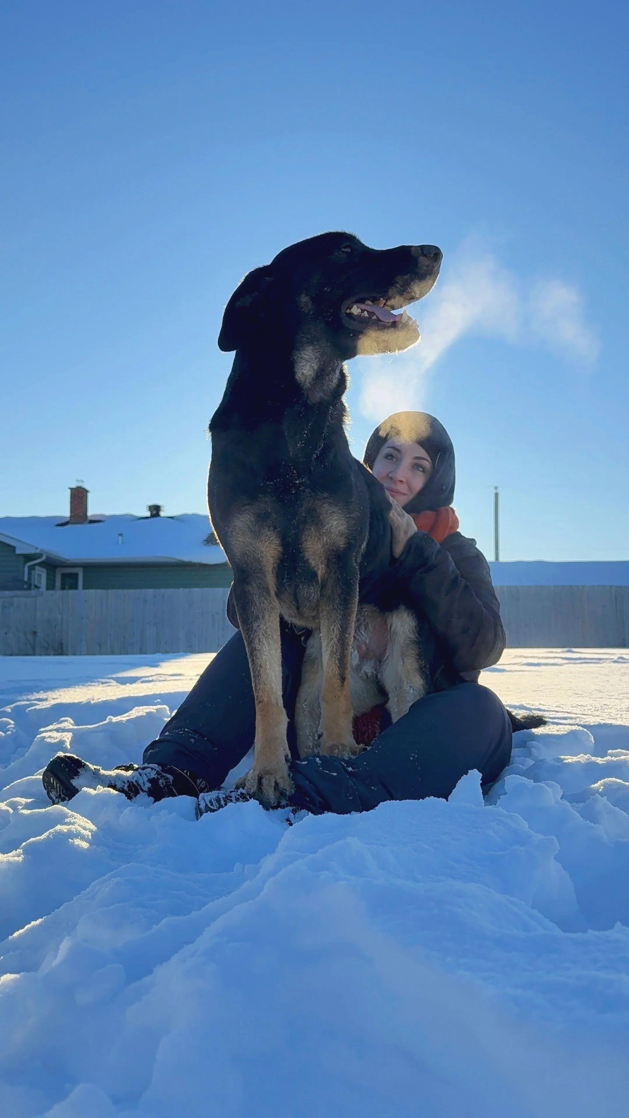 Enlarge Shadow, a ADOPTABLE mixed breed in Mont-Royal, QC image 4/6