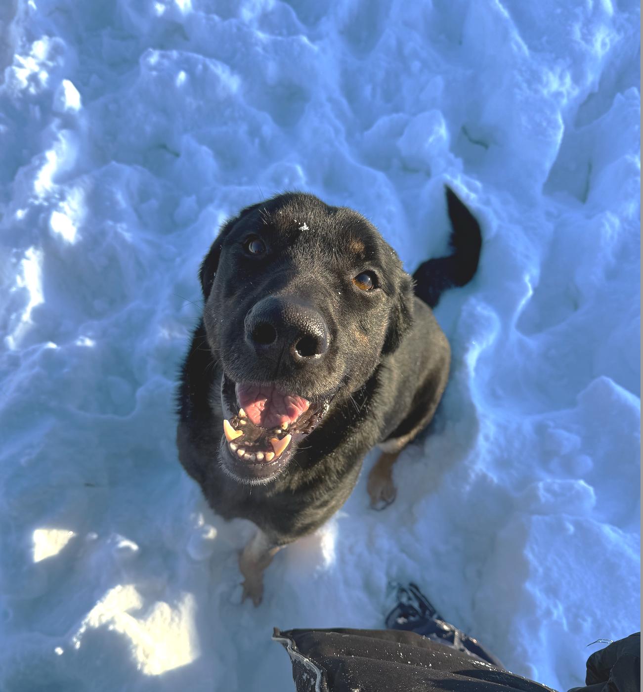 Enlarge Shadow, a ADOPTABLE mixed breed in Mont-Royal, QC image 2/6