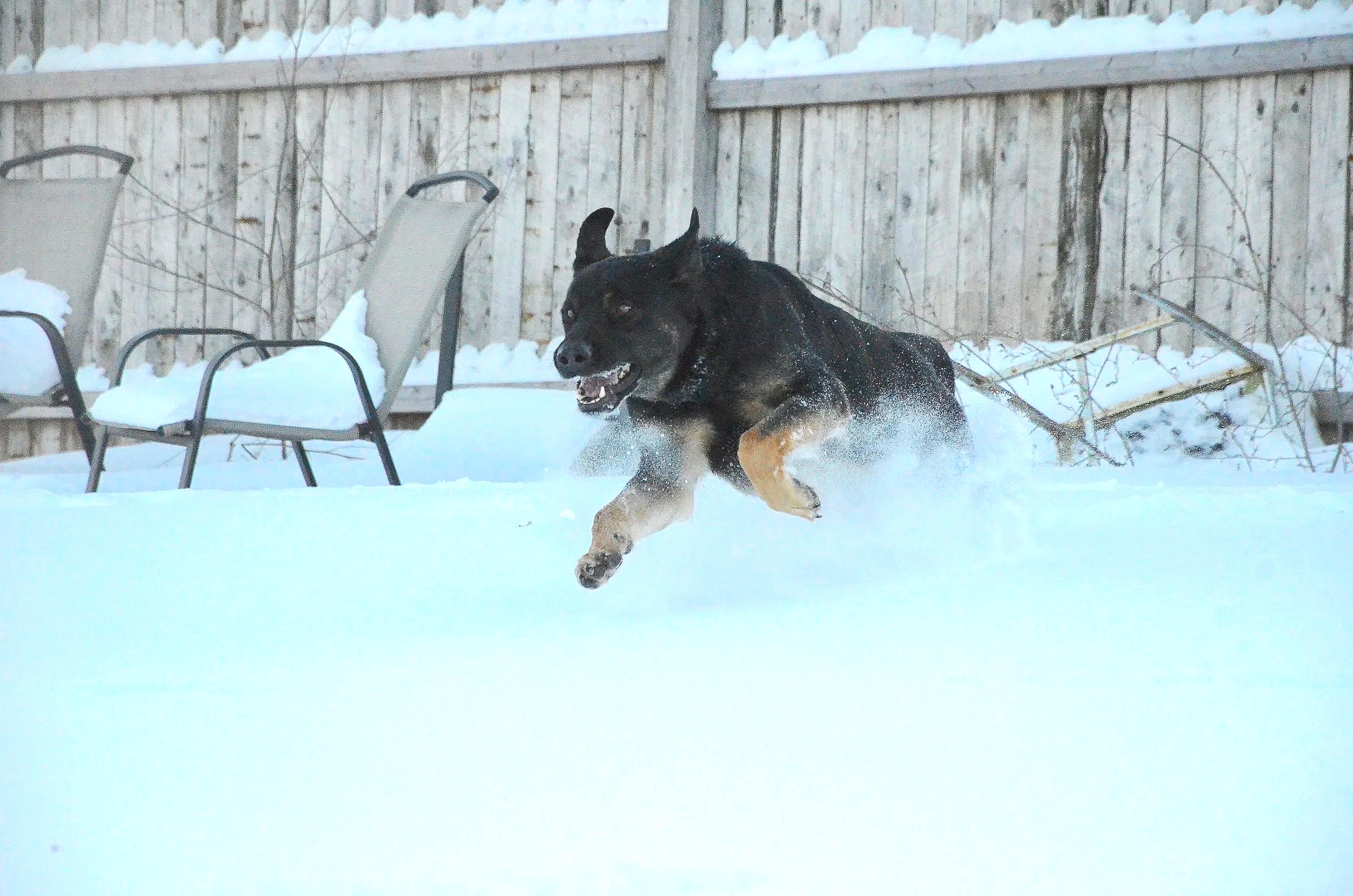 Enlarge Shadow, a ADOPTABLE mixed breed in Mont-Royal, QC image 3/6