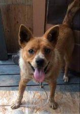 Enlarge Coco, a Adoptable Australian Cattle Dog / Blue Heeler in Didsbury, AB image 1/6