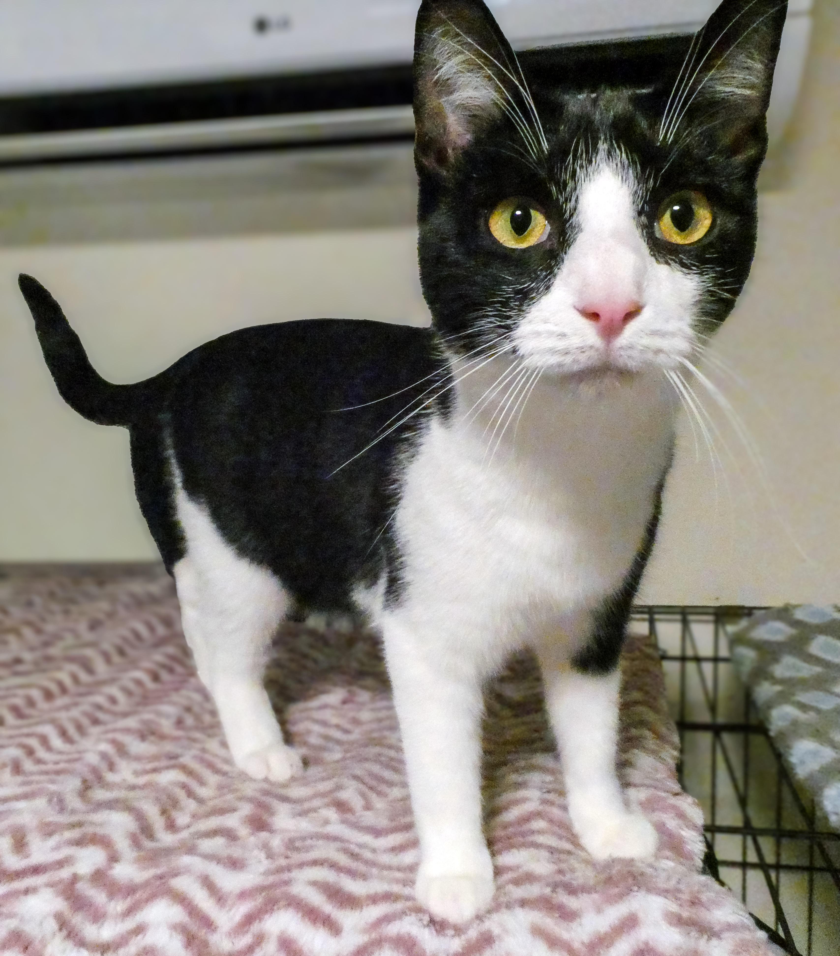 Enlarge Cyrus, a Adoptable Domestic Short Hair in Mount Sterling, KY image 4/6