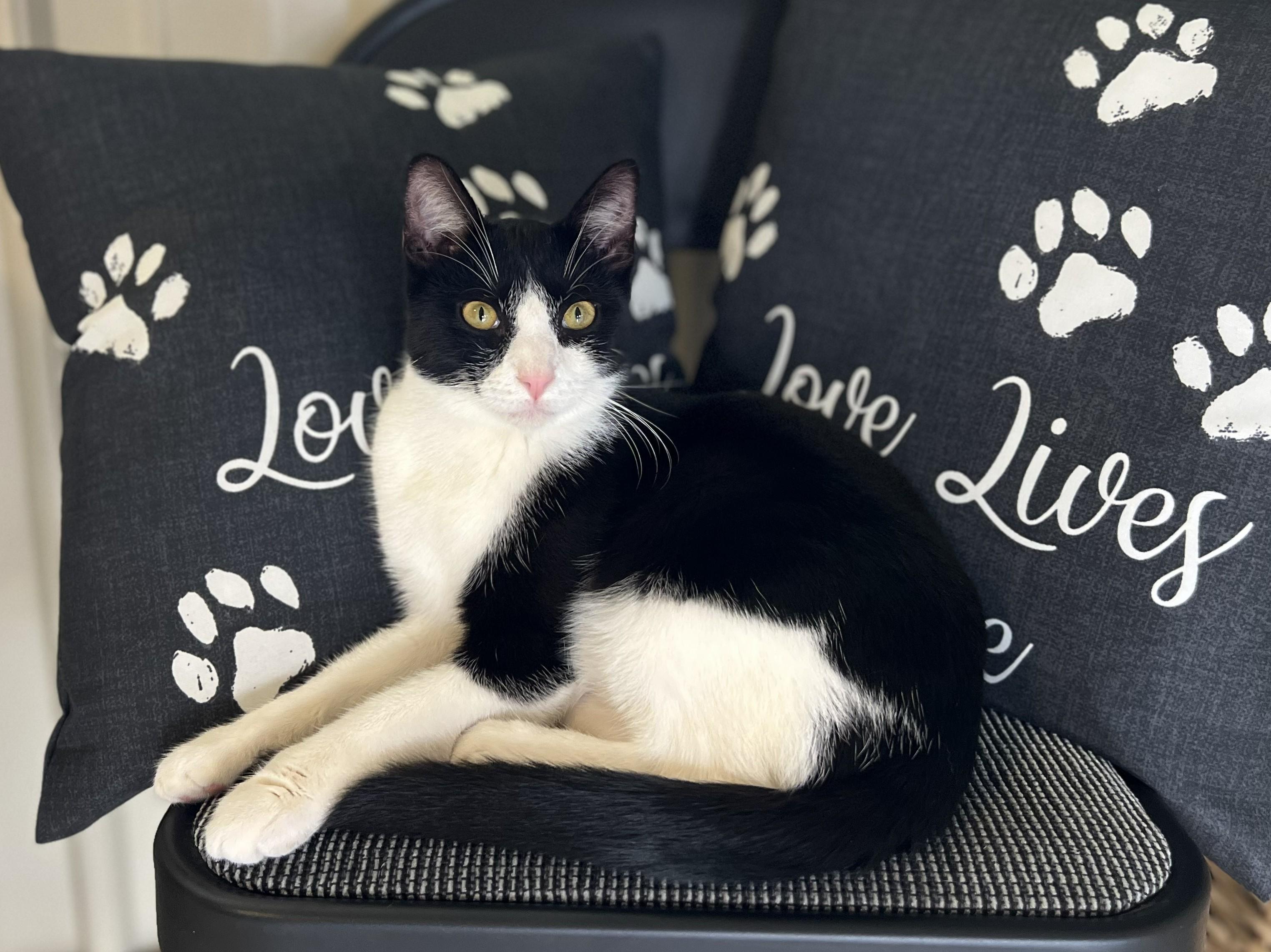 Enlarge Cyrus, a Adoptable Domestic Short Hair in Mount Sterling, KY image 5/6