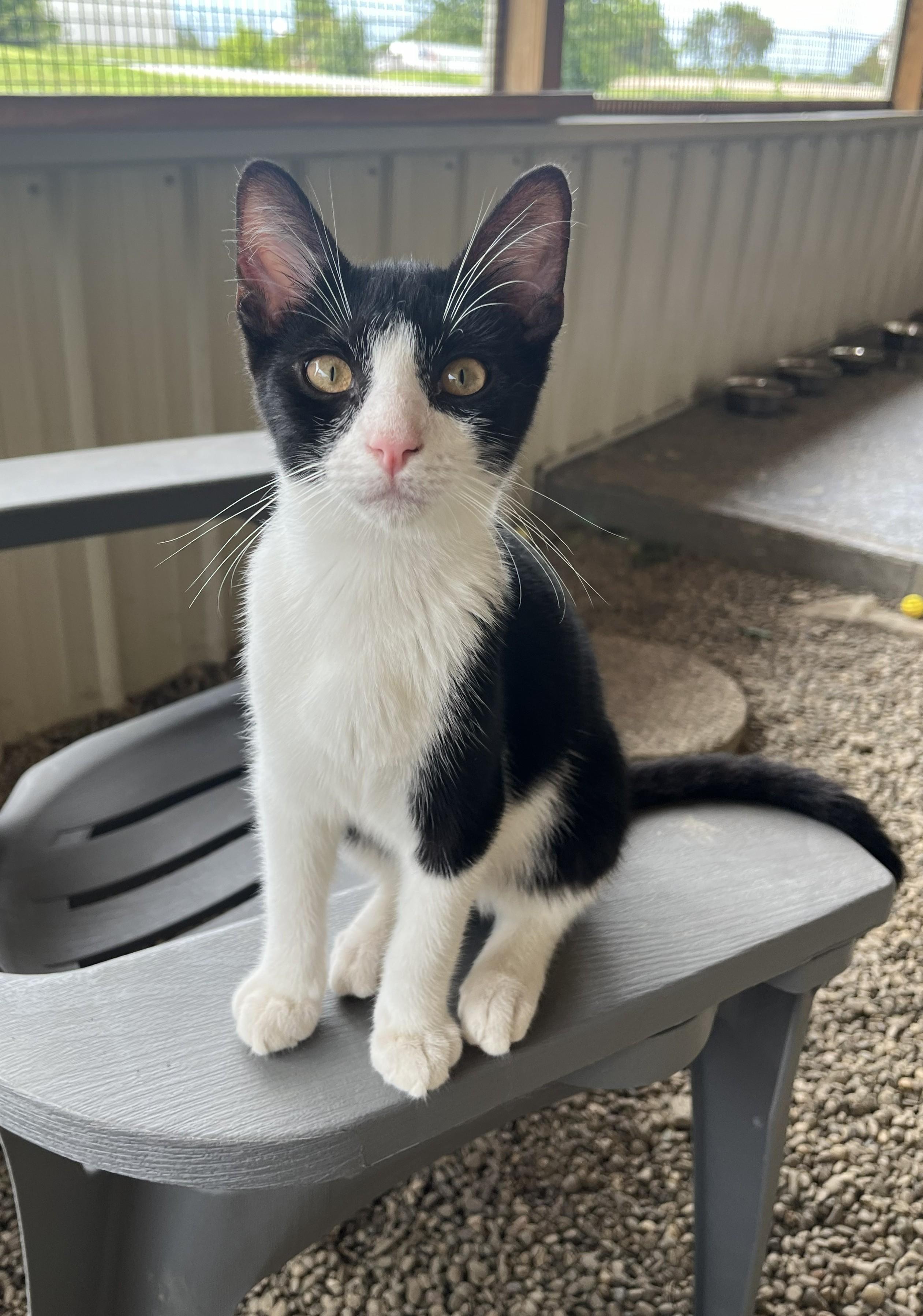 Enlarge Cyrus, a Adoptable Domestic Short Hair in Mount Sterling, KY image 1/6