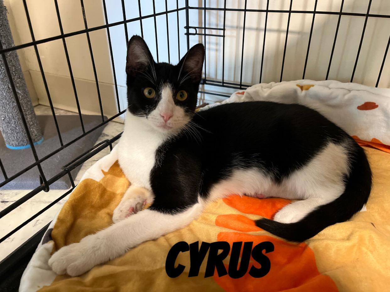 Enlarge Cyrus, a Adoptable Domestic Short Hair in Mount Sterling, KY image 6/6