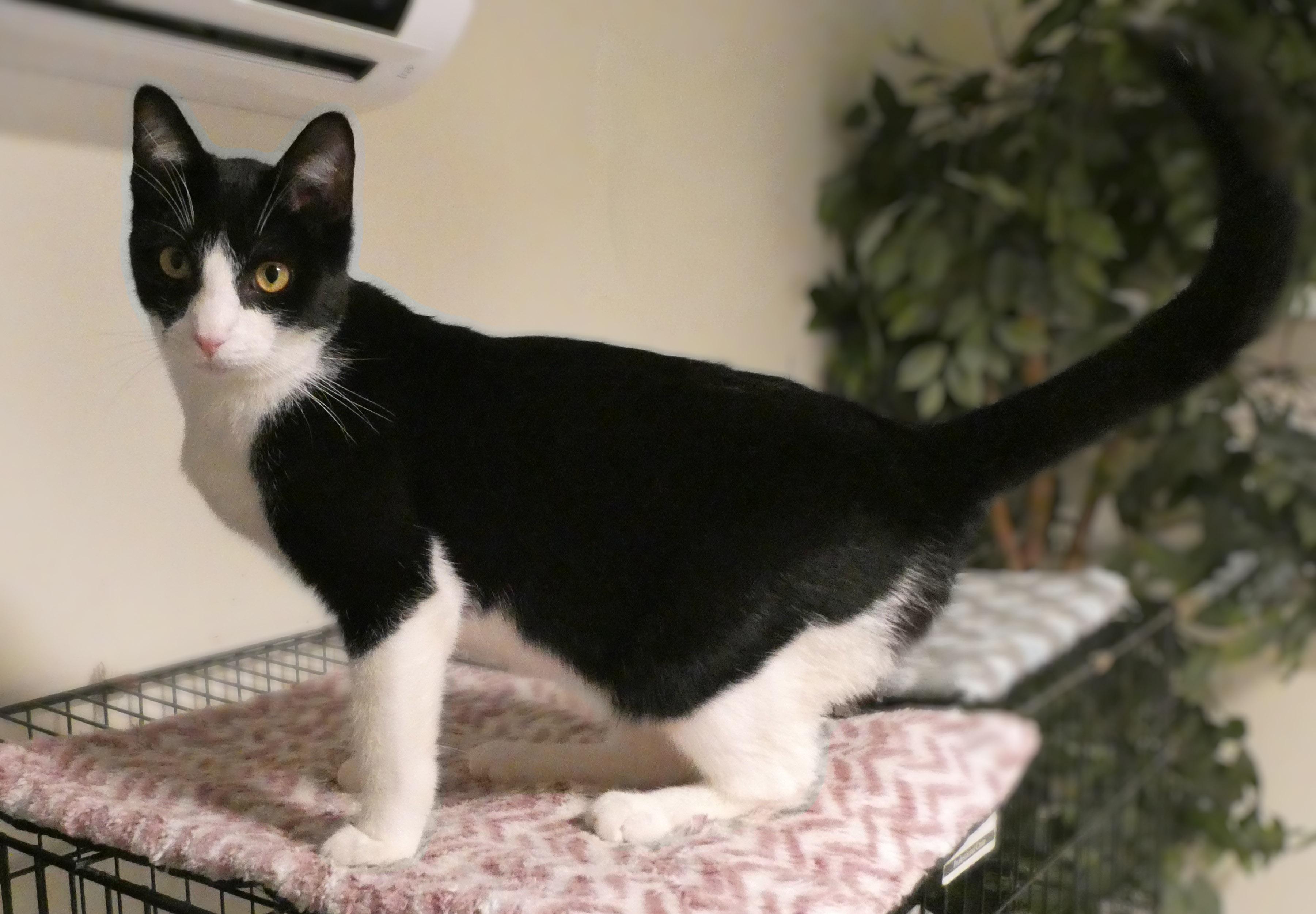 Enlarge Cyrus, a Adoptable Domestic Short Hair in Mount Sterling, KY image 3/6