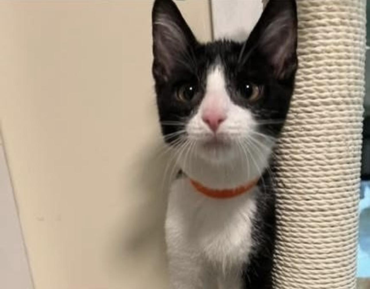 Cyrus, Adoptable, Kitten Male Domestic Short Hair.