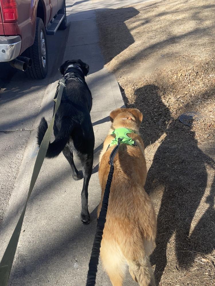 MOOF, Adoptable, Young Female Shepherd.