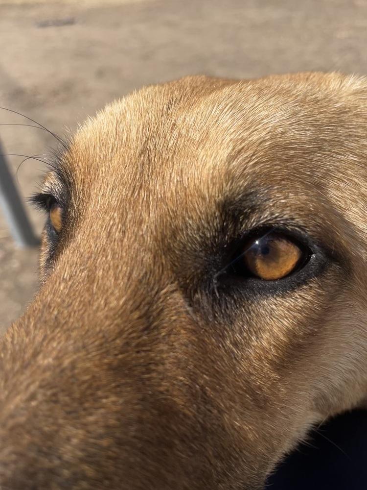 Enlarge MOOF, a Adoptable mixed breed in Broomfield, CO image 2/6