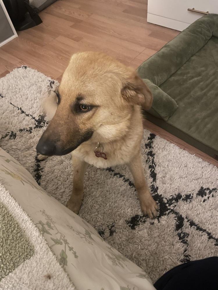 Enlarge MOOF, a Adoptable mixed breed in Broomfield, CO image 3/6