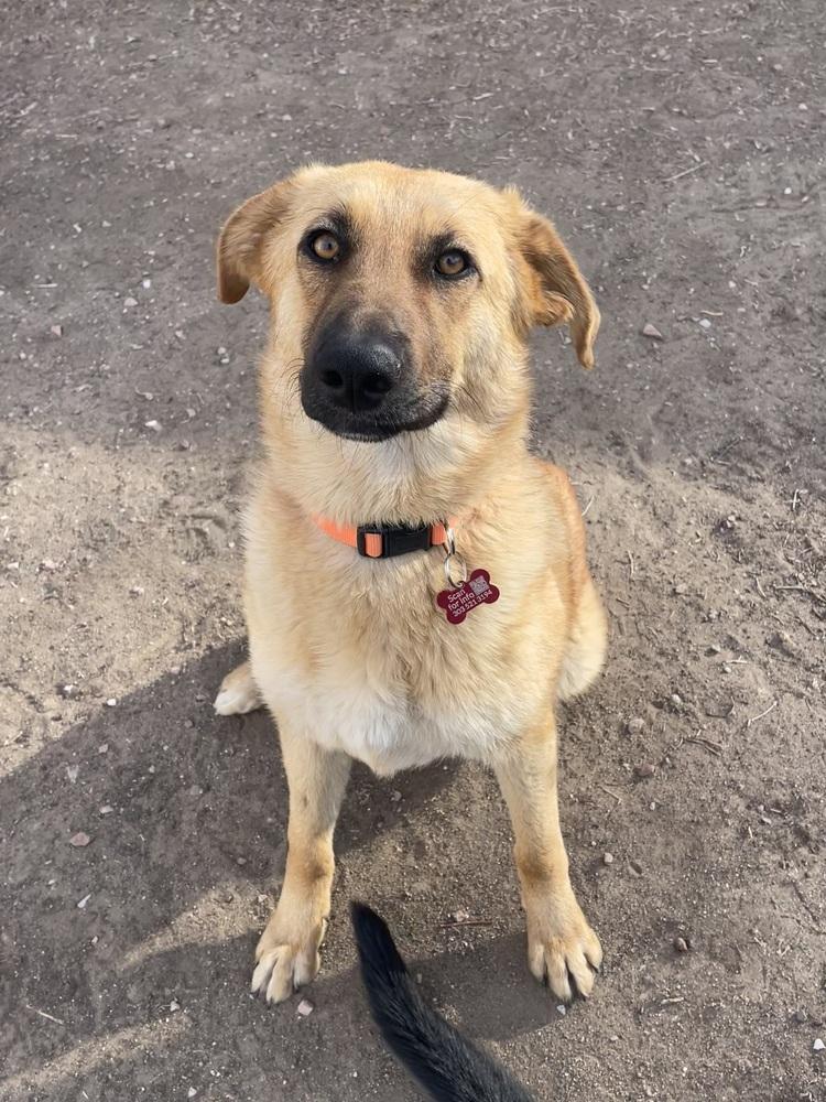 Enlarge MOOF, a Adoptable mixed breed in Broomfield, CO image 4/6