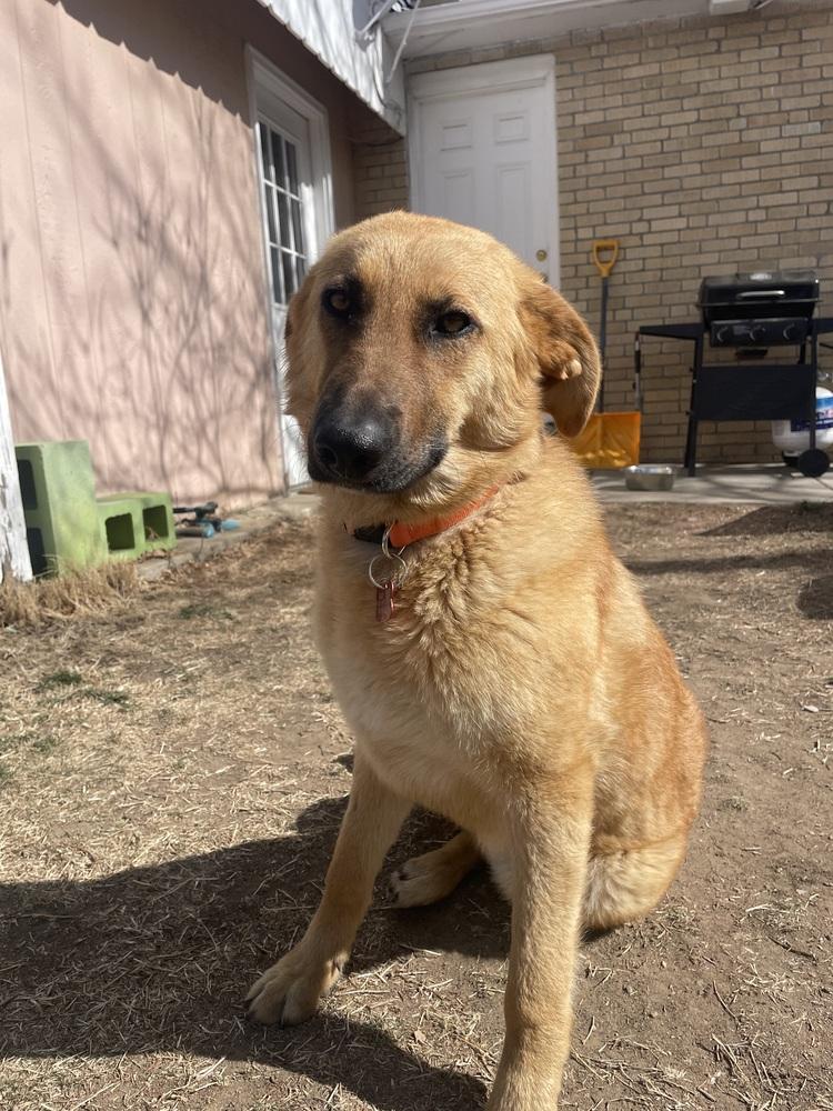 Enlarge MOOF, a Adoptable mixed breed in Broomfield, CO image 5/6
