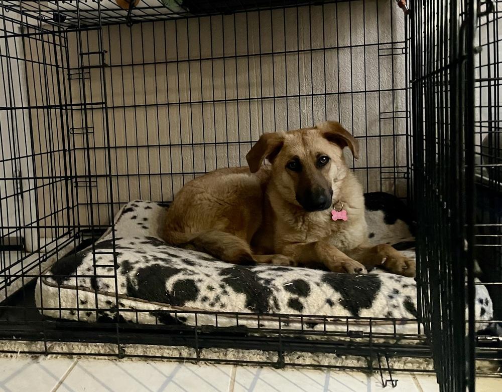 Enlarge MOOF, a Adoptable mixed breed in Broomfield, CO image 6/6