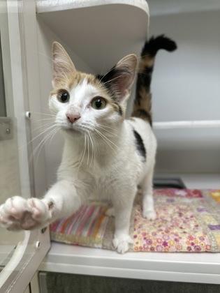Princess Peach, a Adoptable mixed breed in Traverse City, MI image 1/3
