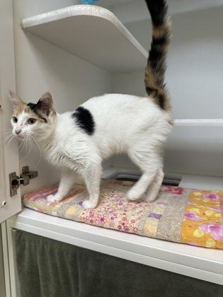 Princess Peach, a Adoptable mixed breed in Traverse City, MI image 2/3