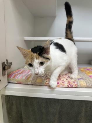 Princess Peach, a Adoptable mixed breed in Traverse City, MI image 3/3