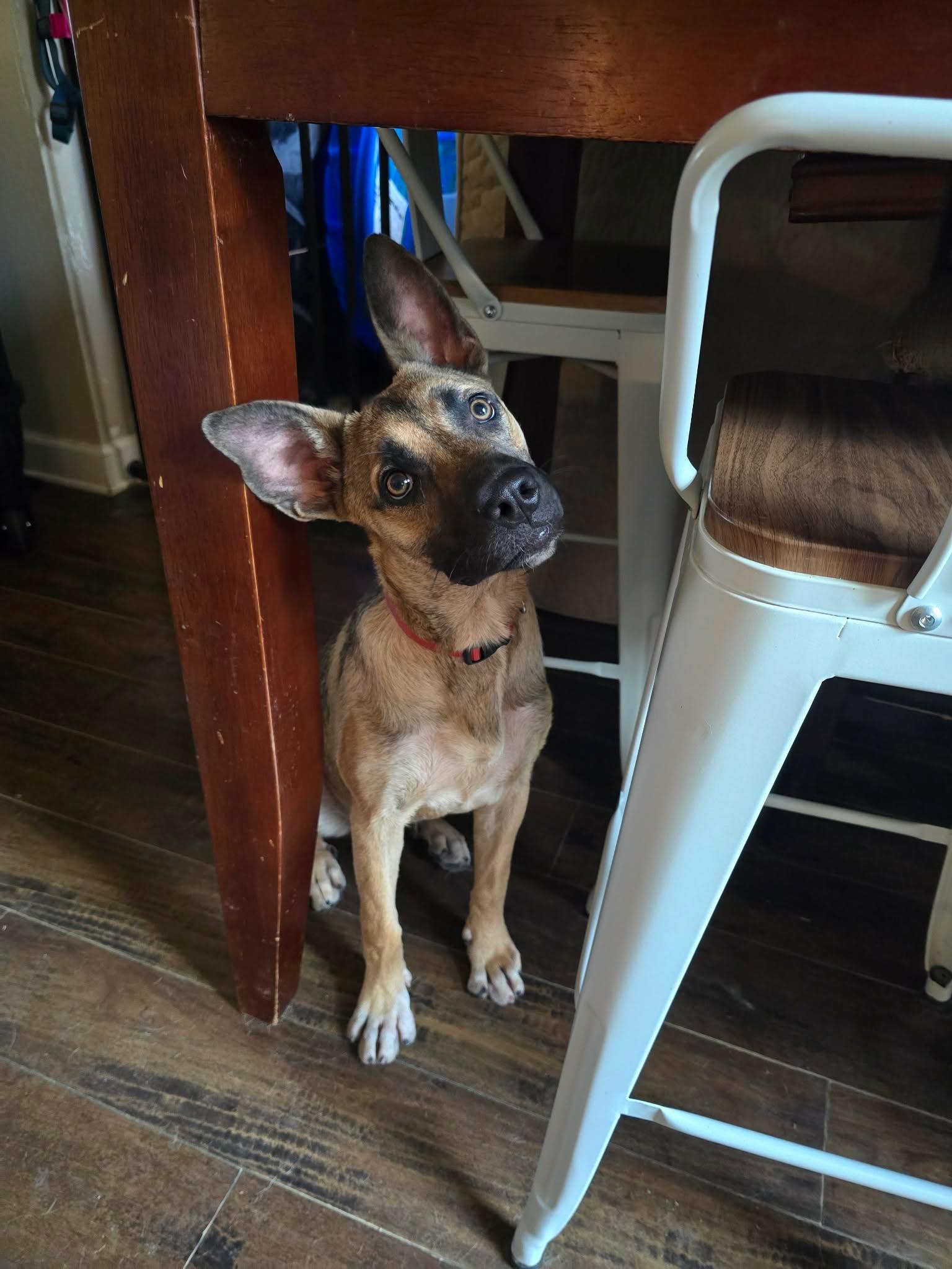 Enlarge Sasha, a Adoptable mixed breed in Austin, AR image 5/5