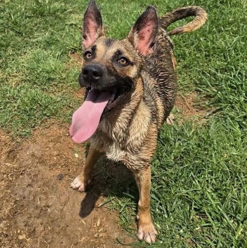 Enlarge Sasha, a ADOPTABLE mixed breed in Austin, AR image 2/2
